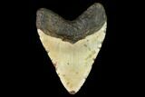 Huge, Fossil Megalodon Tooth - North Carolina #124950-2